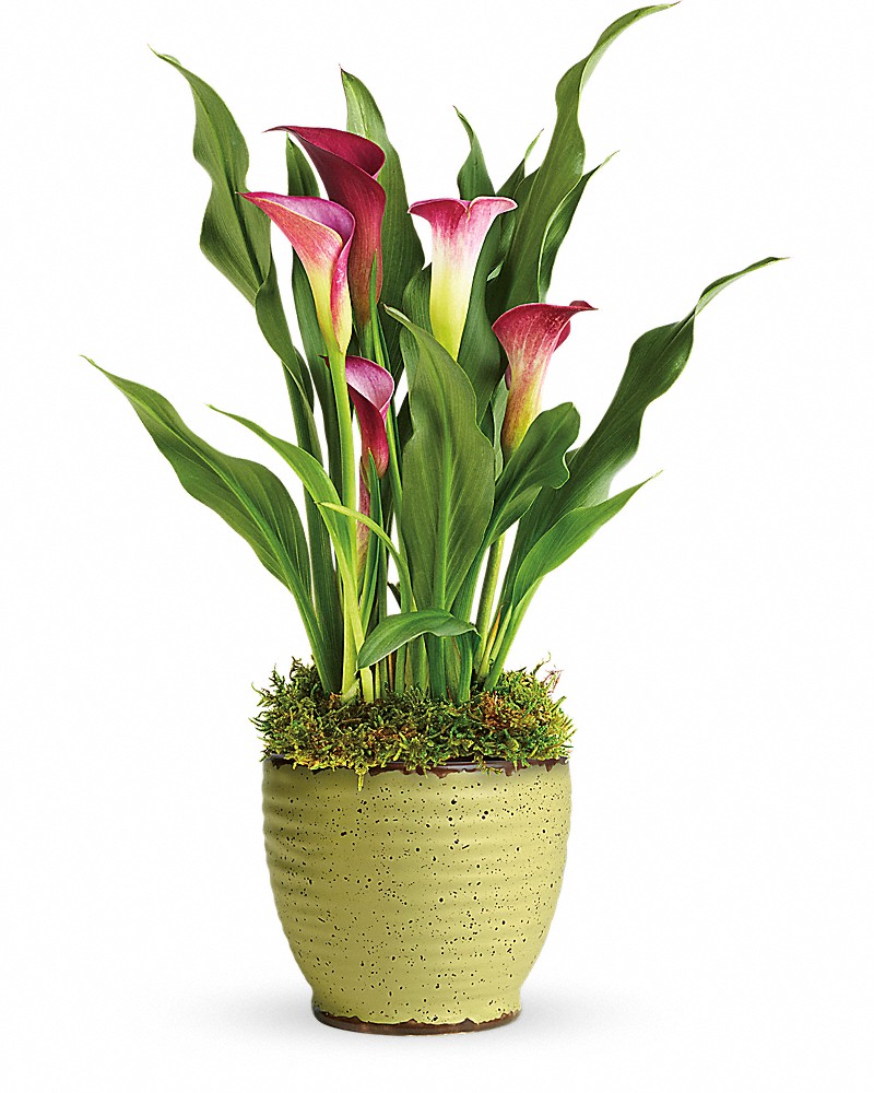 Teleflora's Spring Calla Lily Plant in Dayton OH - The Oakwood Florist