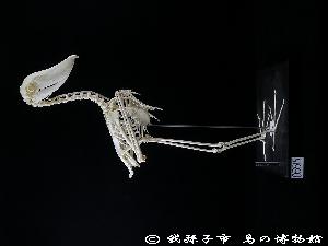 ハシビロコウ Balaeniceps rex ACMB-03515 【山階鳥類研究所 標本