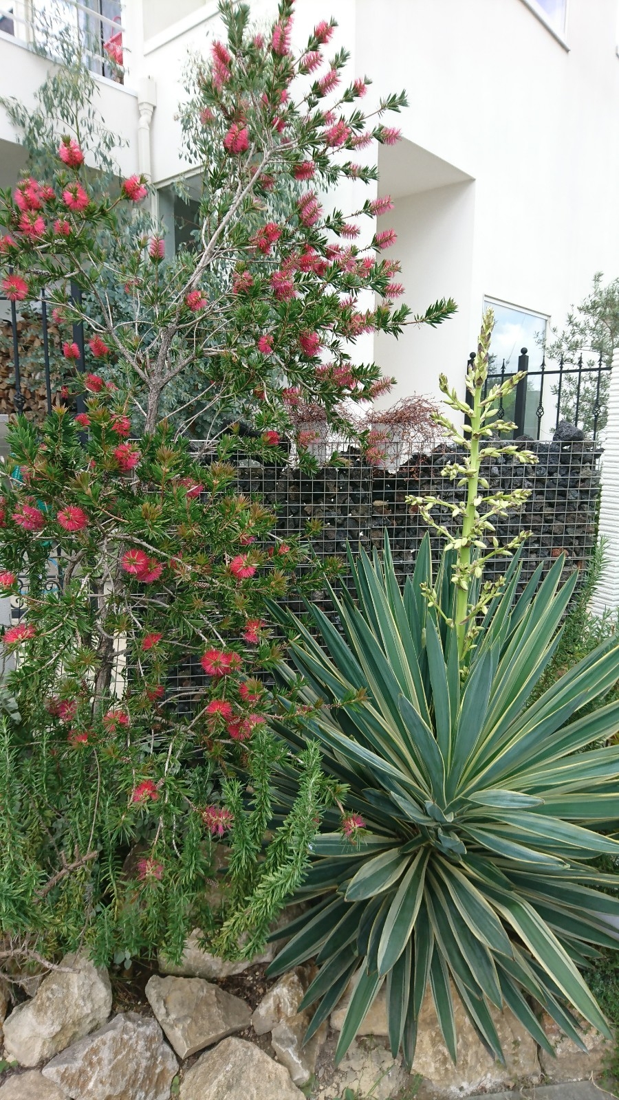 ユッカ キミガヨランの花 | 愛犬家と庭作り♪シャナセナままブログ