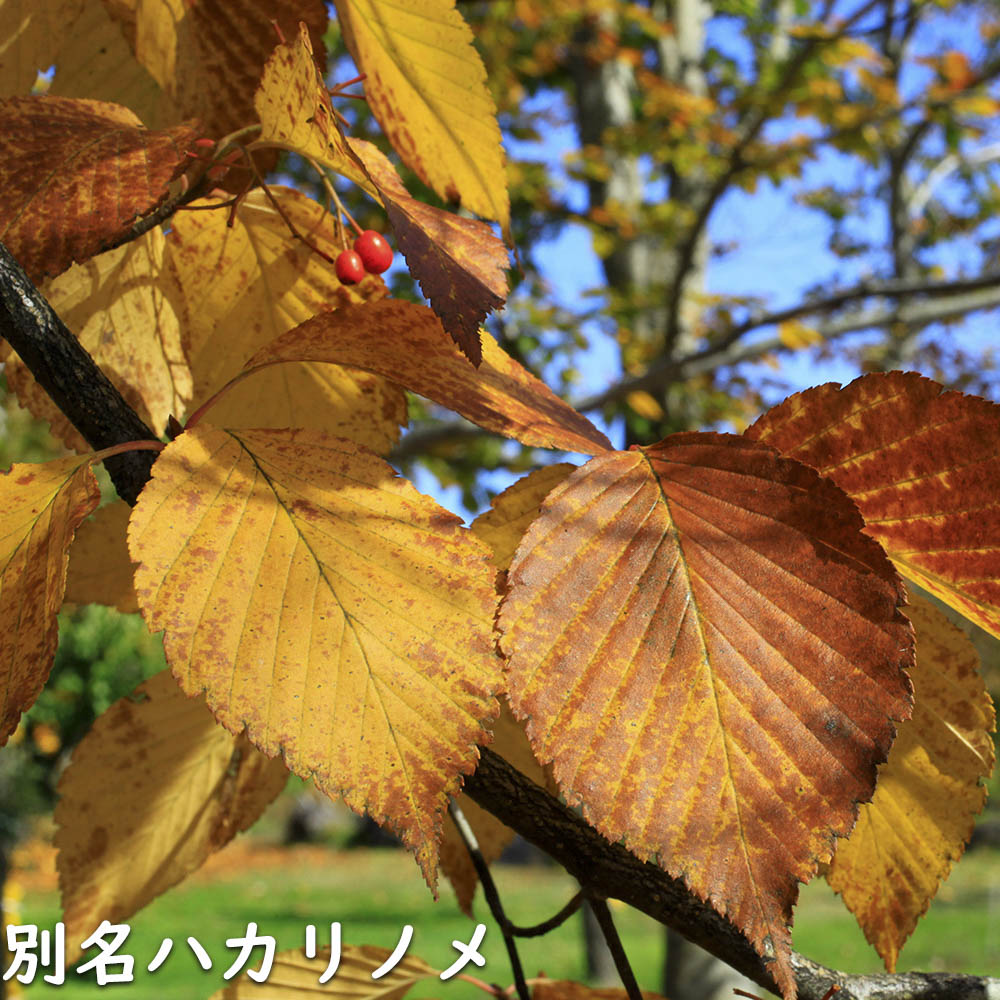 アオダモ2本セット山彩りーーアオハダ、モミジ、カエデーー