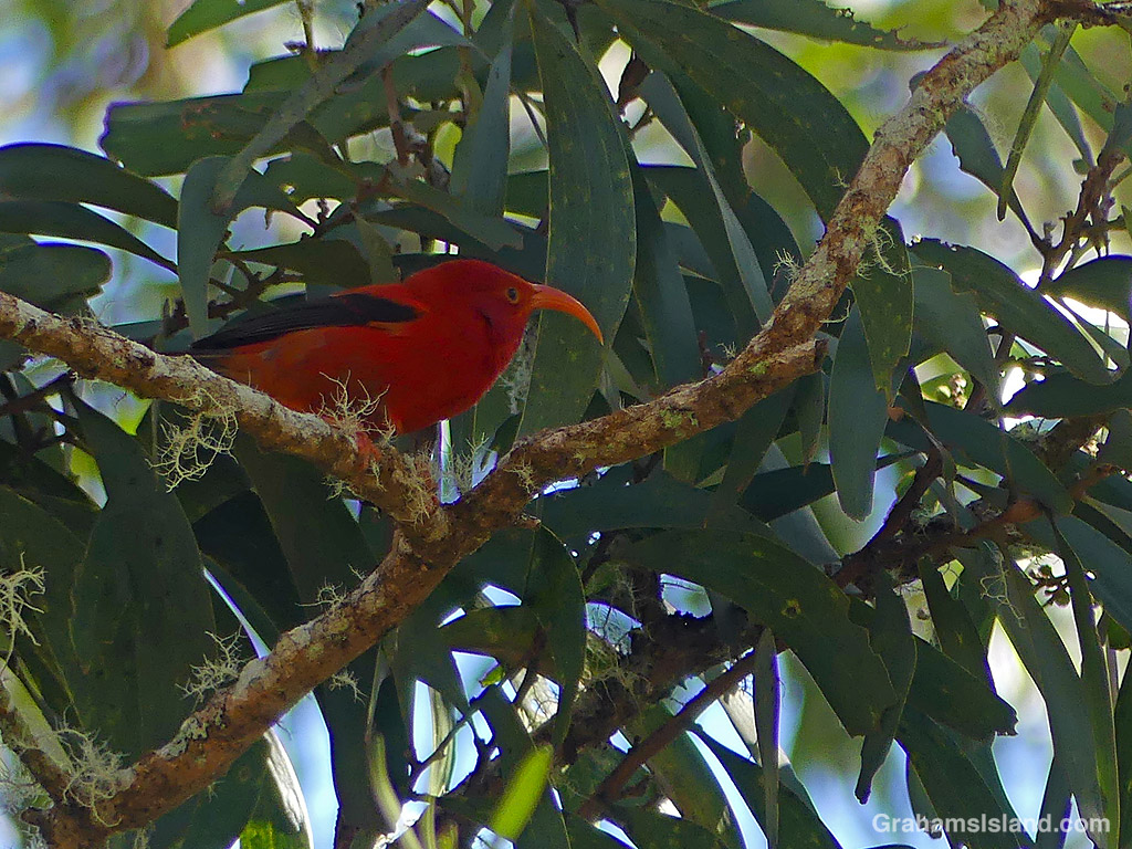 Red birds in green foliage | Graham's Island