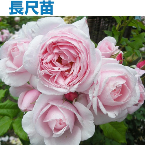 長尺苗 – はなはなショップ