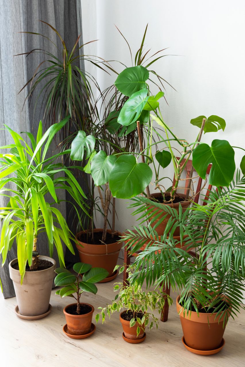 ユッカってどんな植物？観葉植物として人気なユッカの特徴を徹底解説