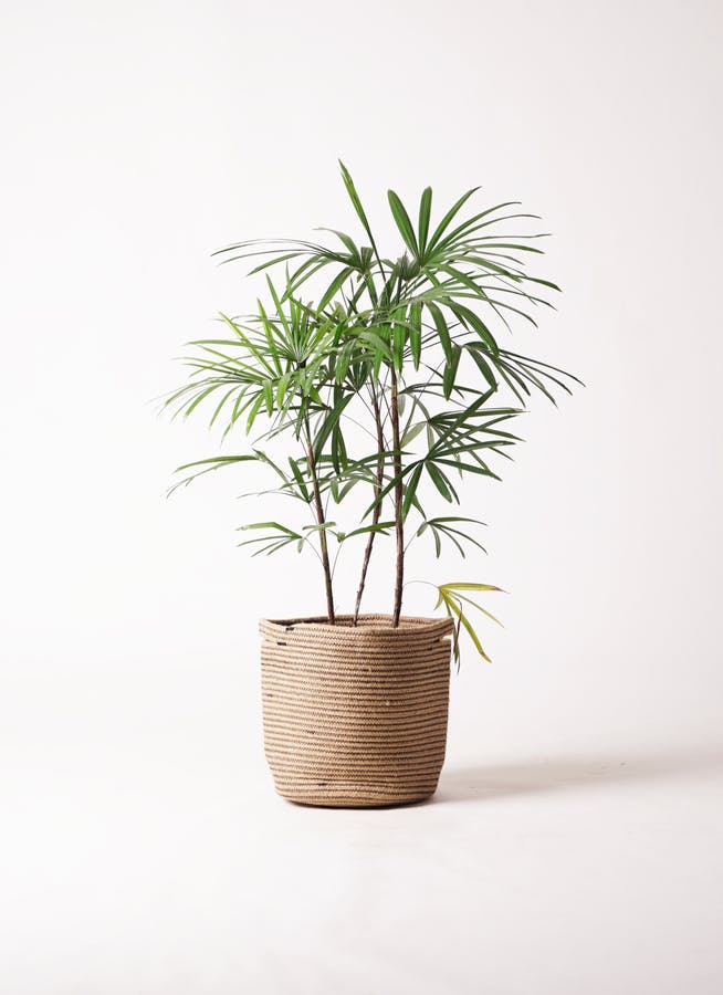 観葉植物 シュロチク（棕櫚竹） 8号 リブバスケットNatural 付き