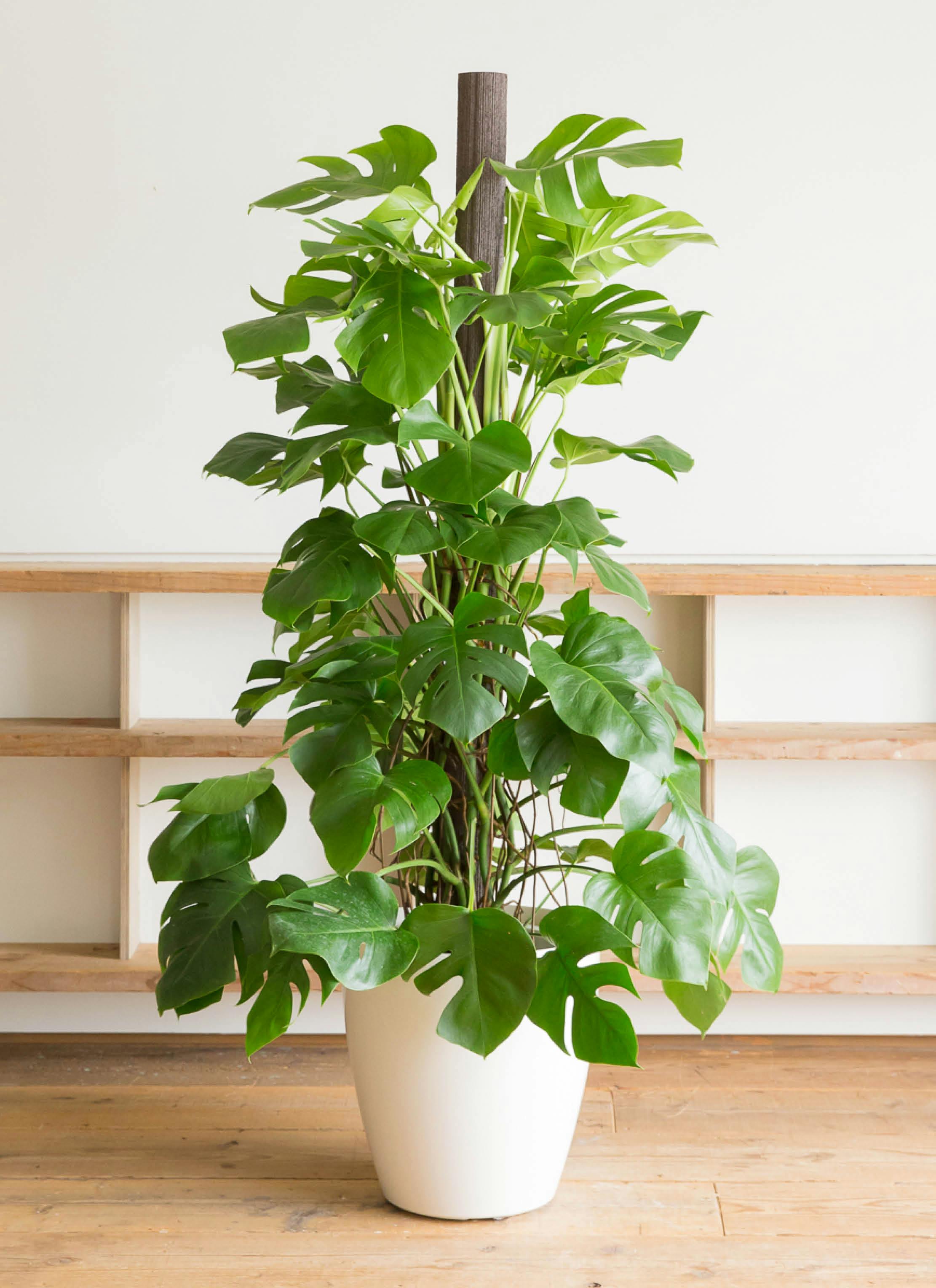 モンステラ 木柱 | 観葉植物 | 送料無料でお届け - Hitohana（ひとはな）