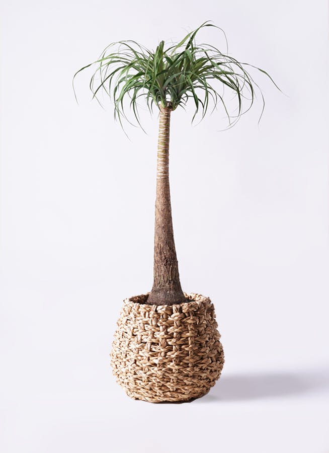 観葉植物 トックリラン ポニーテール 8号 ラッシュバスケット Natural