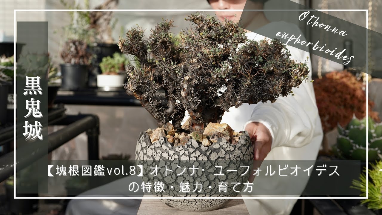 塊根図鑑vol 8】Othonna euphorbioides（オトンナ•ユーフォルビオ