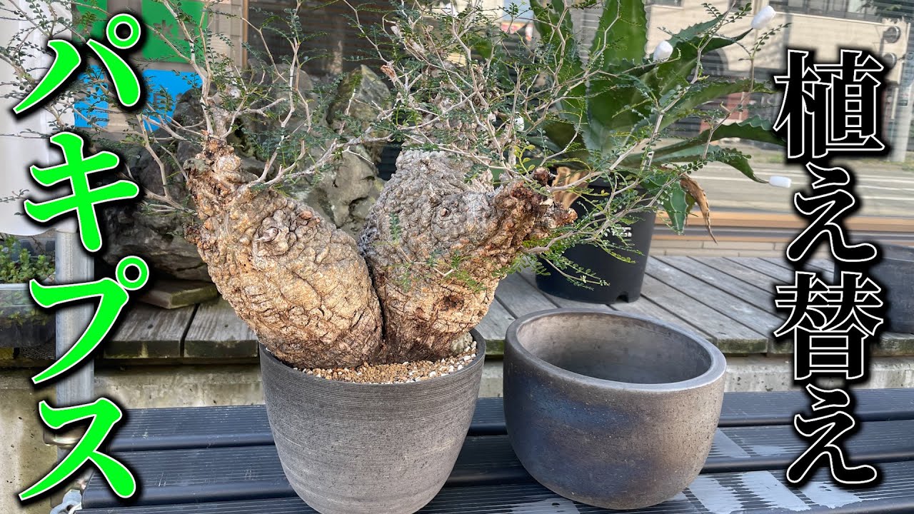 塊根植物】パキプスをみやび鉢に植え替えます！ - YouTube