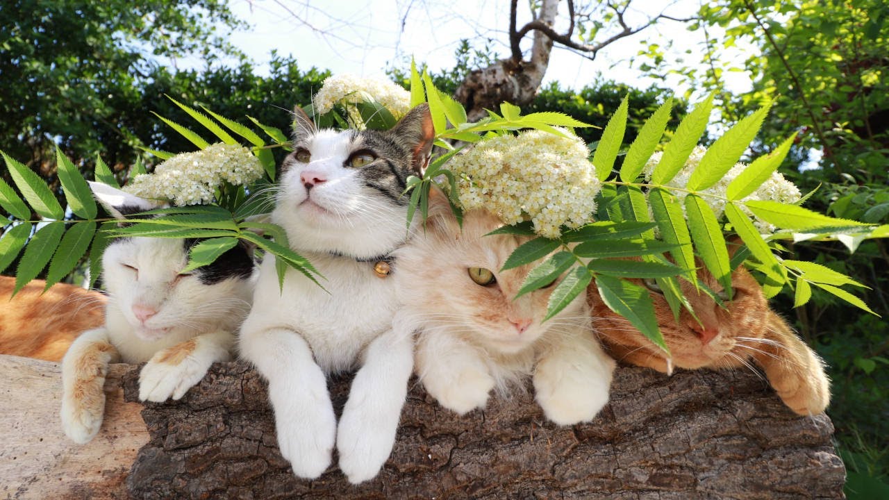 藤の花 のせ猫 2024 240601 - YouTube