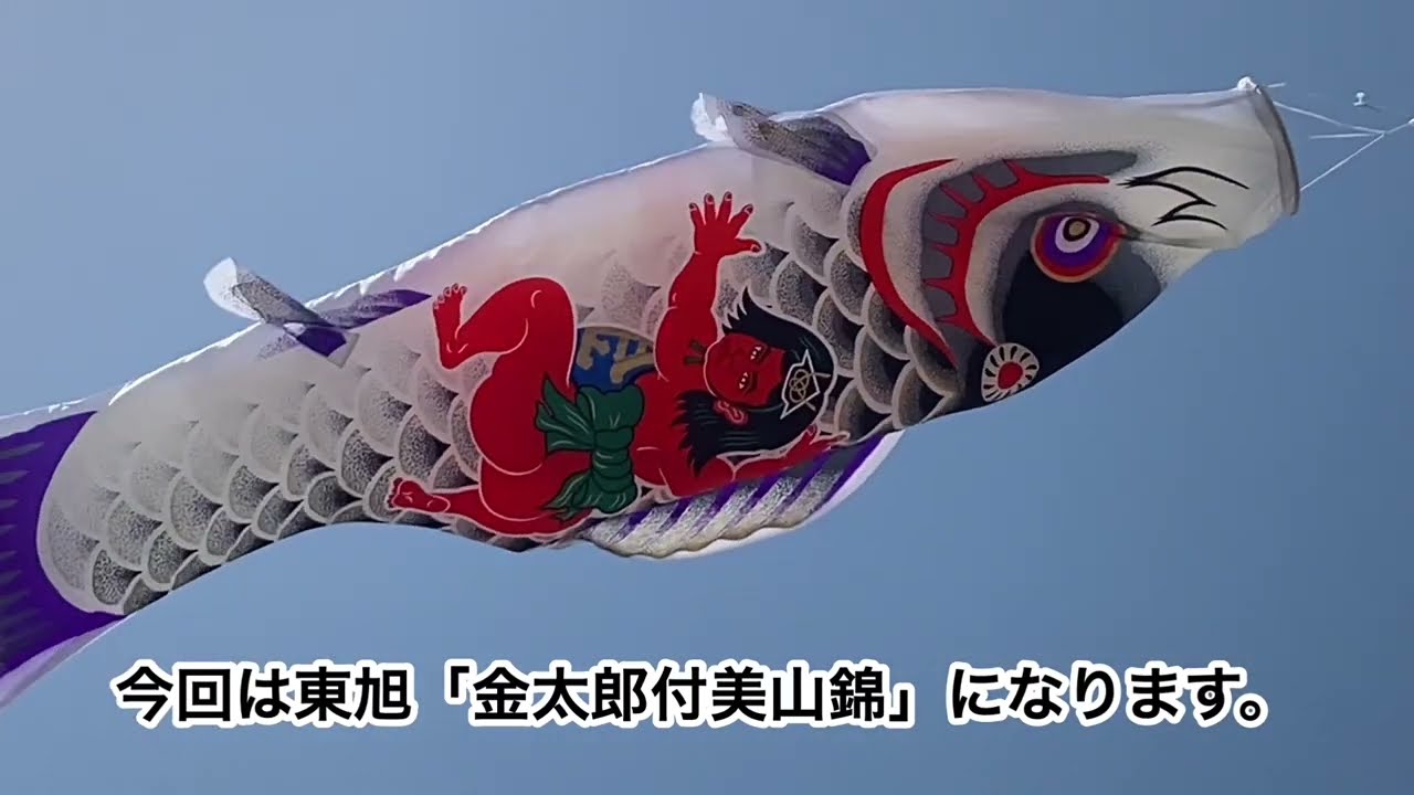 東旭 金太郎付美山錦鯉のぼり - YouTube