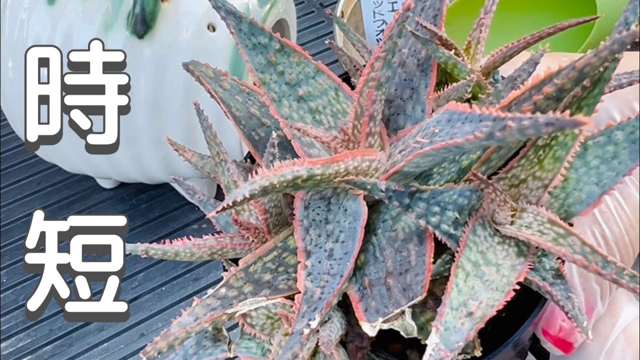 No need to dry out] Dividing and repotting aloe plants [out of