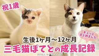 ♥三毛猫♥ちるちるちゃんっ♥16センチ・生後2週間(≧▽≦)子猫❤️