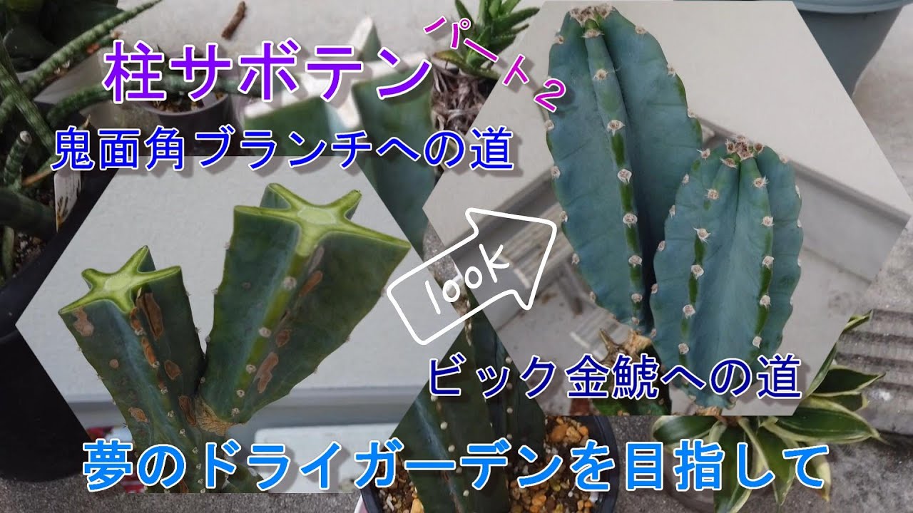 hq720.jpg?sqp=-