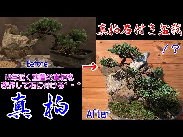 10年近く放置の真柏を石に付けてみました^ - ^真柏石付き盆栽How to