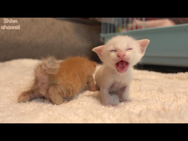 ♥三毛猫♥ちるちるちゃんっ♥16センチ・生後2週間(≧▽≦)子猫❤️