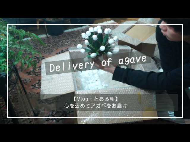 Vlog：とある朝】心を込めてアガベをお届け - YouTube