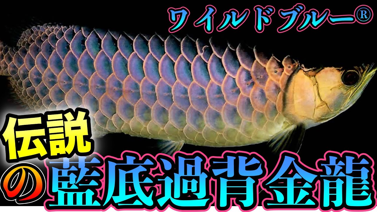 youtube初特集『アロワナ鑑定士』『東京ベイ熱帯魚』伝説の藍底過背
