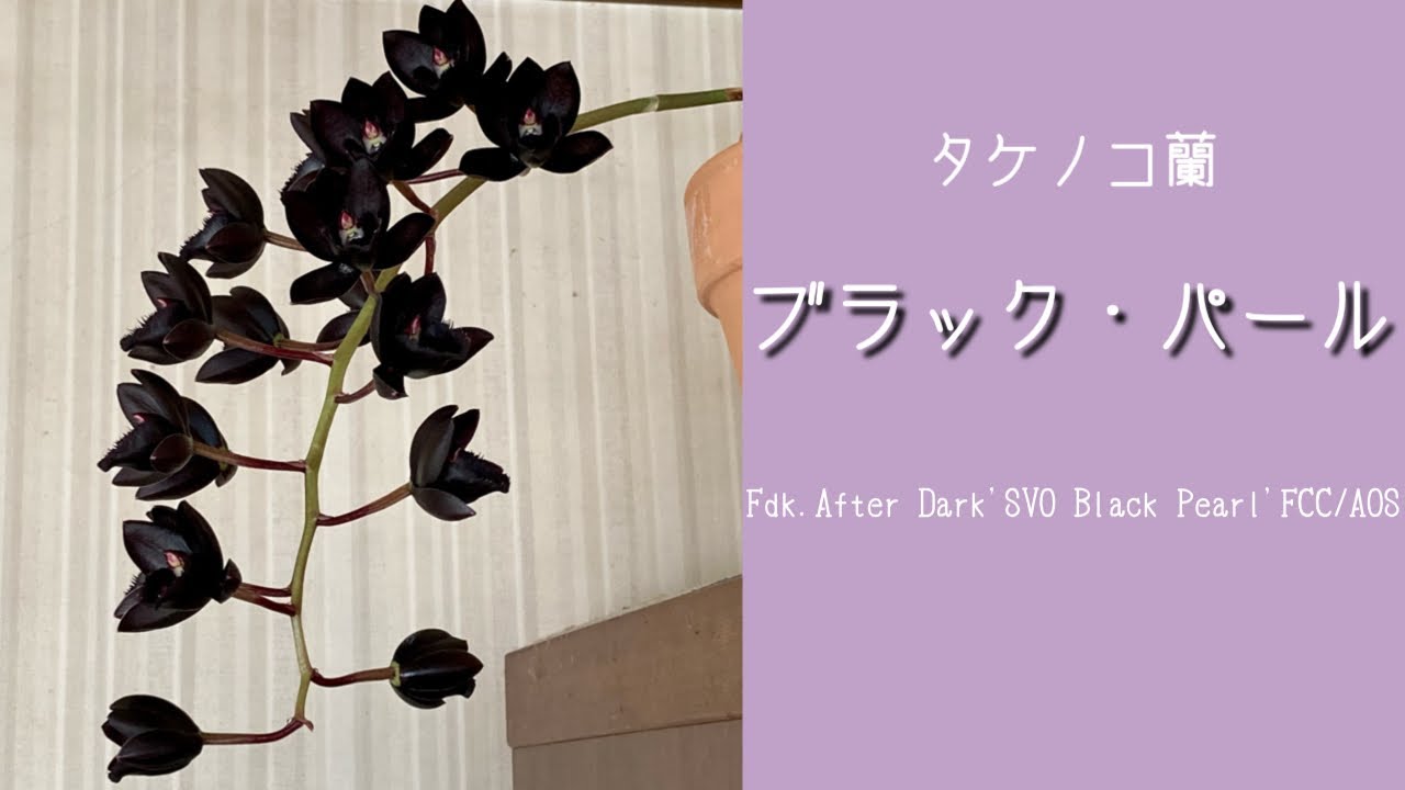 hq720.jpg?sqp=-