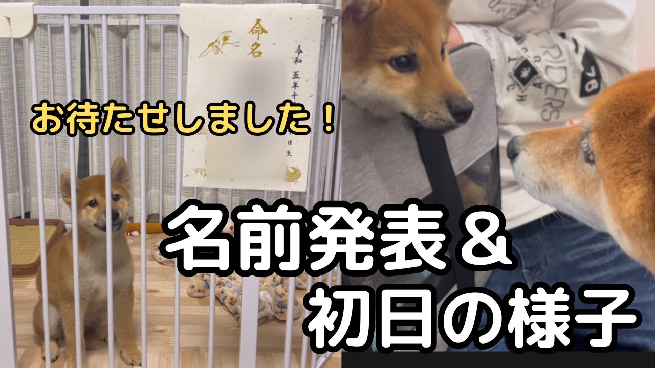 Multiple Pet Owners] The new dog's name and the first day with the