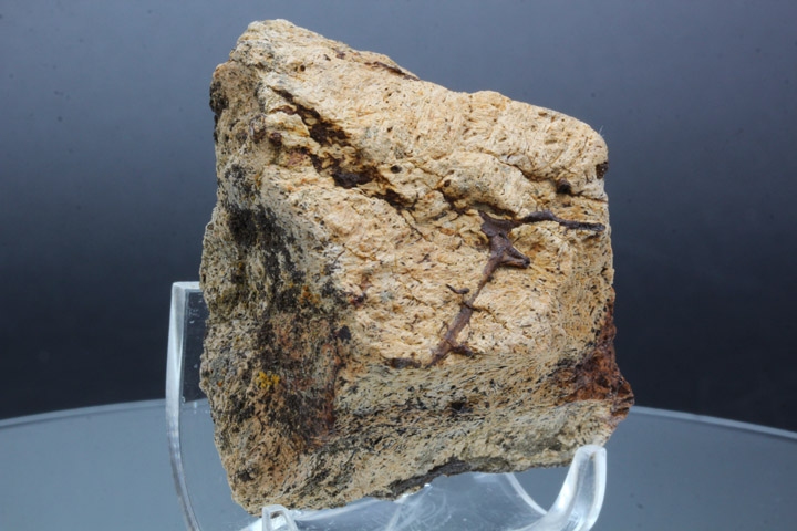 トリケラトプス フリル・セクション｜INTERNATIONAL MINERAL & FOSSIL