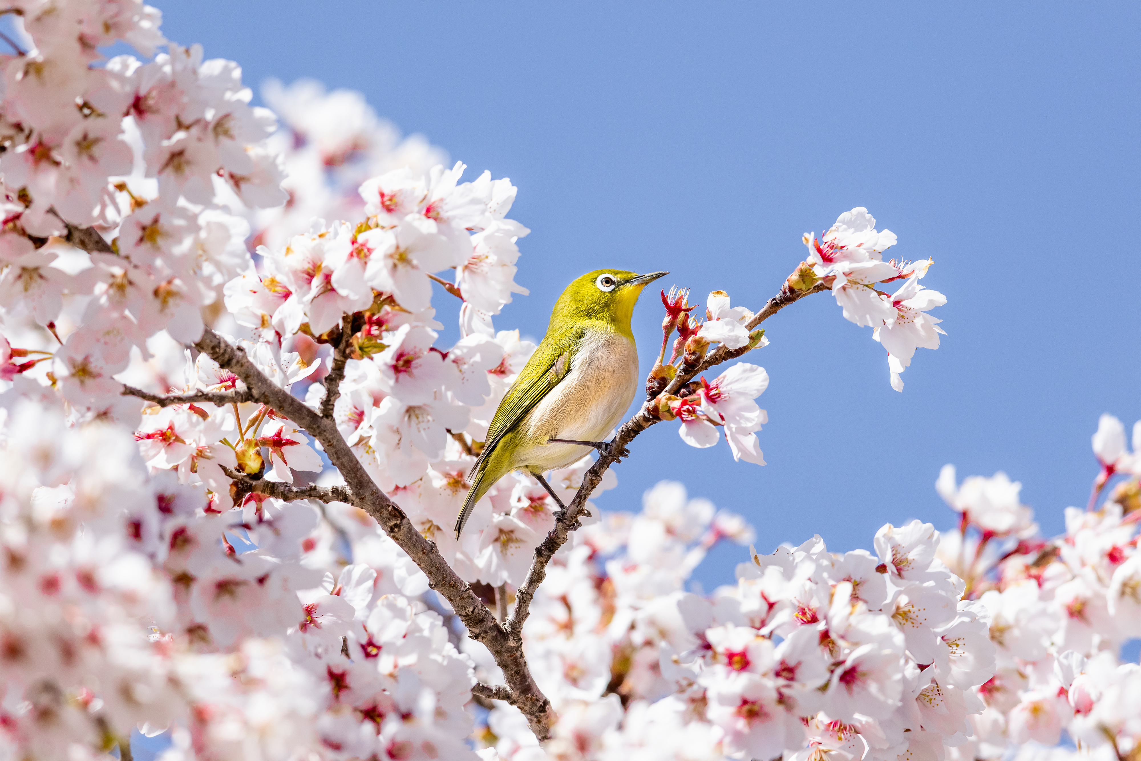 青空と満開の桜とメジロ | 無料の高画質フリー写真素材 | イメージズラボ