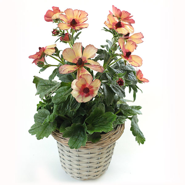 園芸ネット本店｜ラナンキュラス：ラックス テセウス5号鉢植えカゴ入り