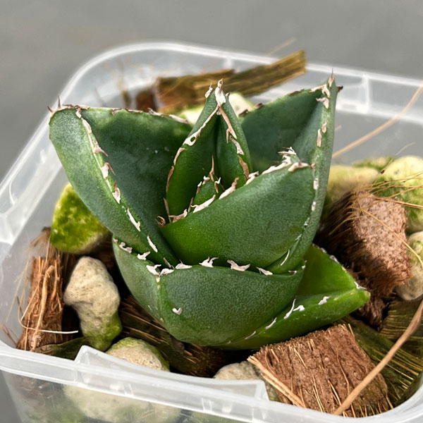 園芸ネット本店｜アガベ：アビーブロック（超巾広笹の雪） 2.5号鉢植え