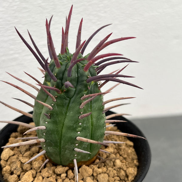 園芸ネット本店｜ユーフォルビア：勇猛閣 3号鉢植え の通販【公式】