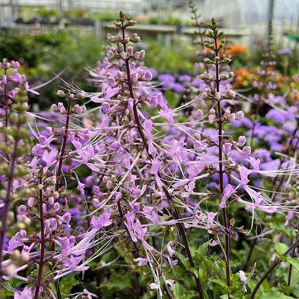 園芸ネット本店｜ネコノヒゲ（キャッツウィッカー）：桃花（ピンク）4