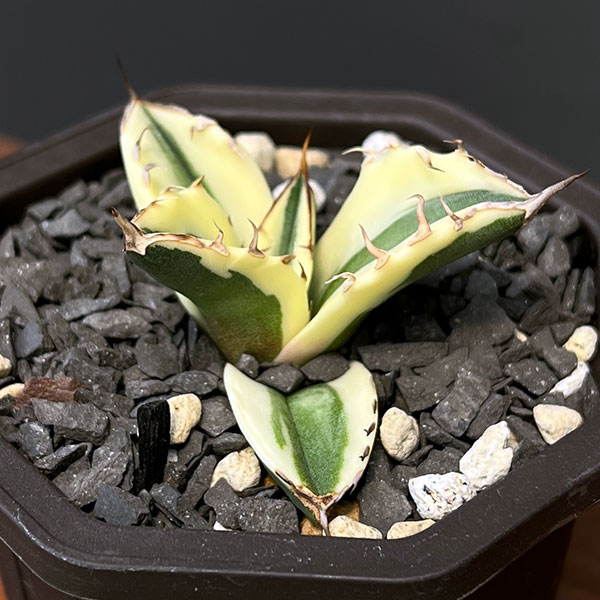 園芸ネット本店｜アガベ：チタノタ スナグルトゥース 3号鉢植え の通販