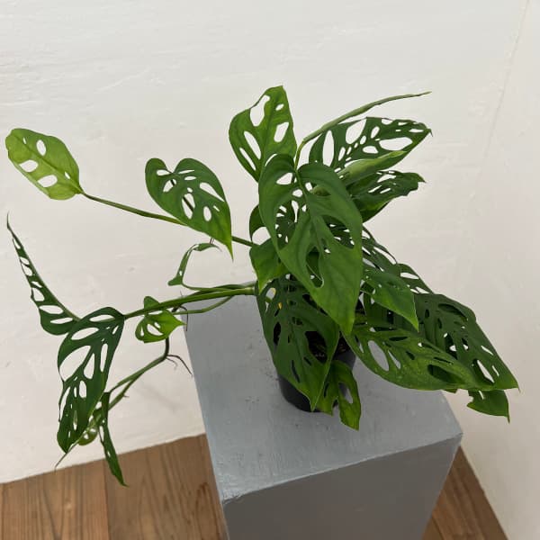 園芸ネット本店｜モンステラ：アクミナータ 3号鉢植え の通販【公式】