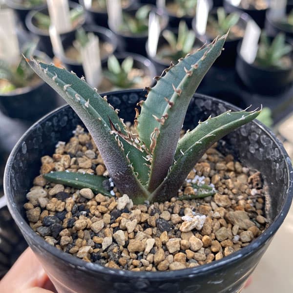 園芸ネット本店｜アガベ：チタノタ 白鯨 3号鉢植え の通販【公式】