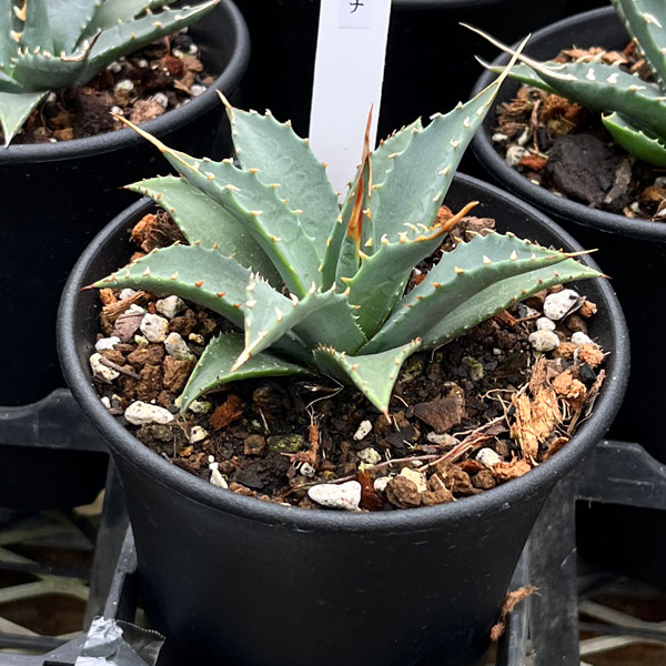 園芸ネット本店｜アガベ：ユタエンシス エボリスピナ 3.5号鉢植え の