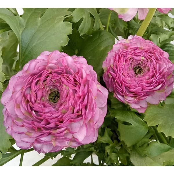 園芸ネット本店｜ラナンキュラス：ポンポン マルヴァ5.5-6号鉢植え の