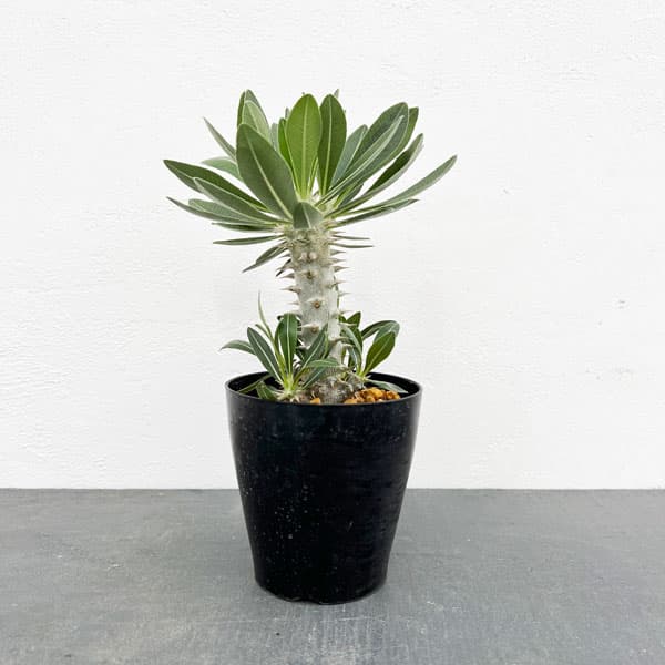 園芸ネット本店｜パキポディウム：ロスラーツム （実生株） 4号鉢植え