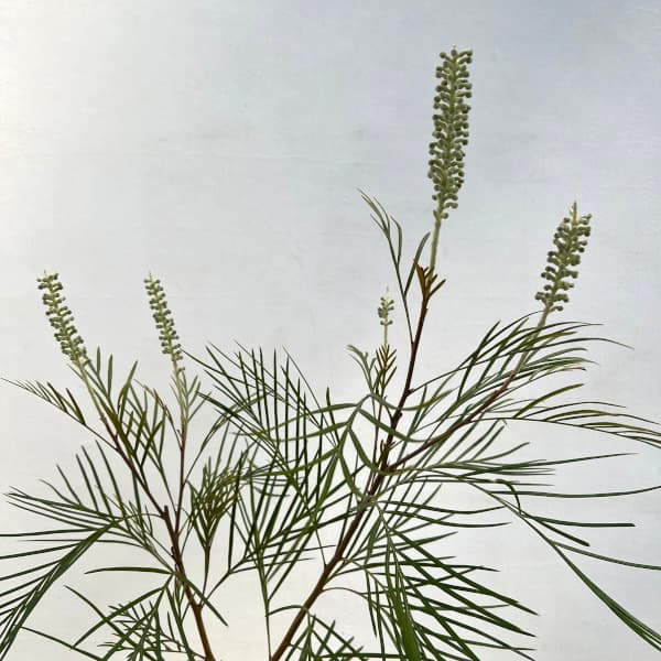 園芸ネット本店｜グレビレア：カランドラジェム6号鉢植え の通販【公式】