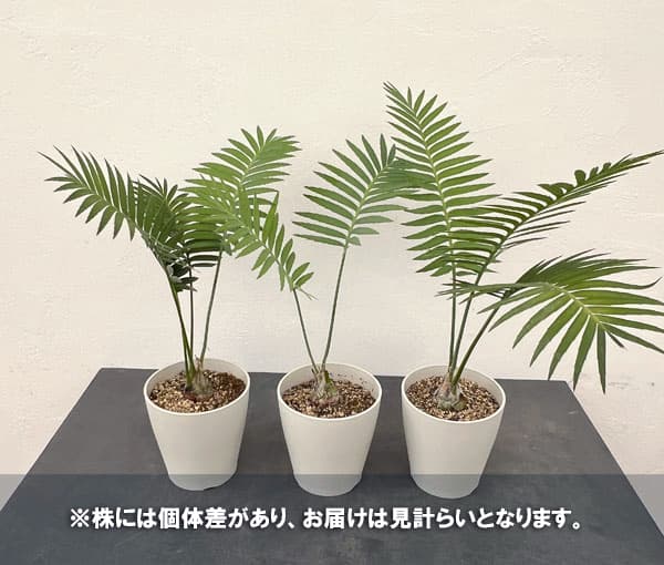園芸ネット本店｜ディオーン：スピヌロスム 5号鉢植え の通販【公式】