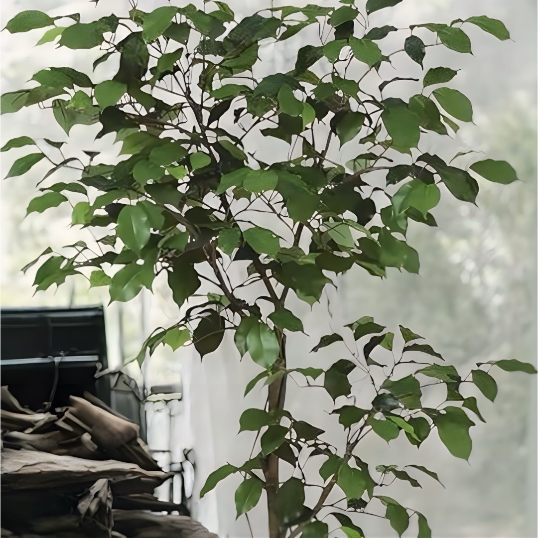 光触媒 人工観葉植物 フェイクグリーン ベンジャミン120FST の通販 by