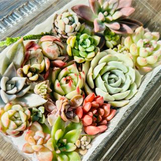 多肉植物 リナシナ 抜き苗の通販 by ゆき＆のんちゃんのお店屋さん｜ラクマ