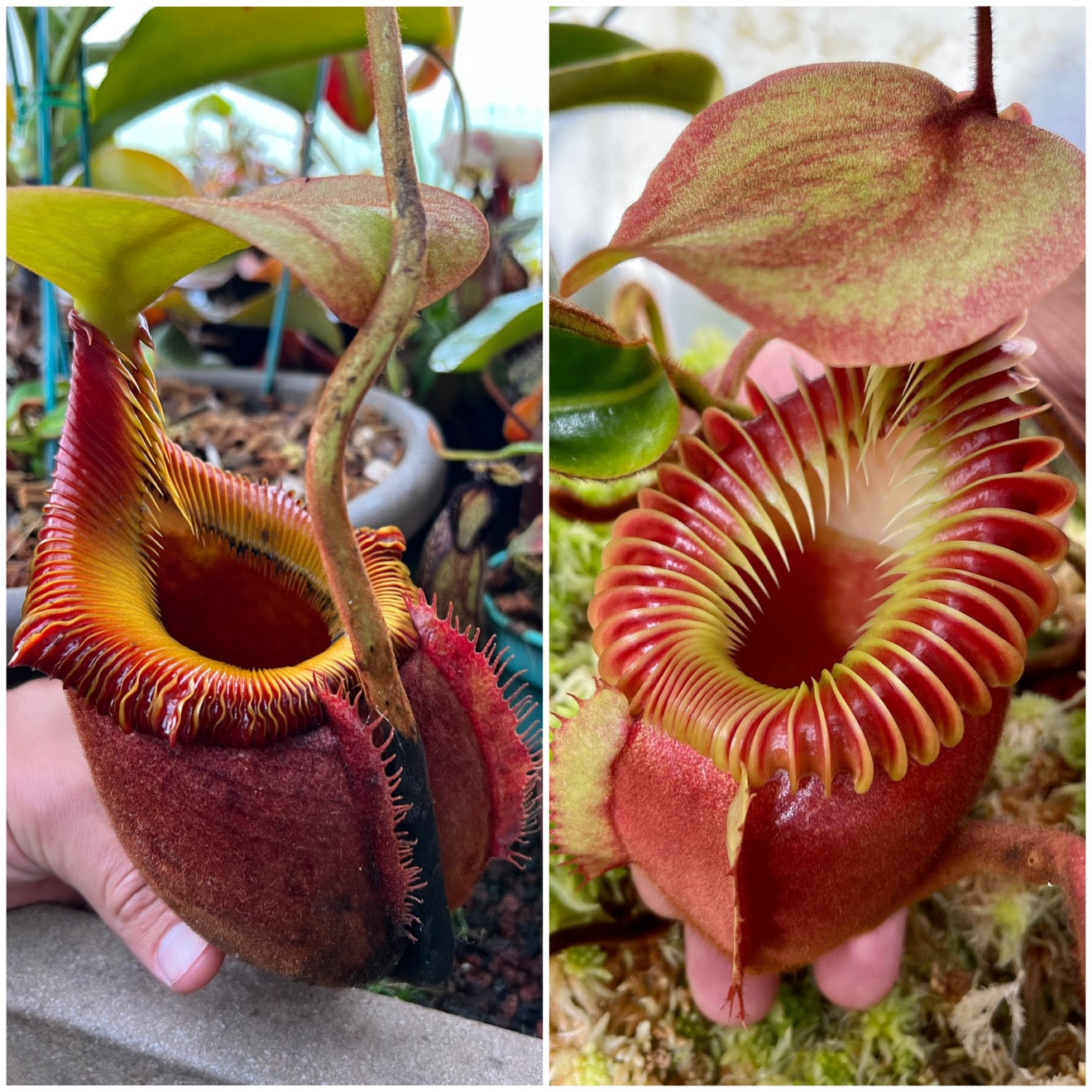 Nepenthes kinabaluensis (villosa x rajah) x villosa (Seed Grown