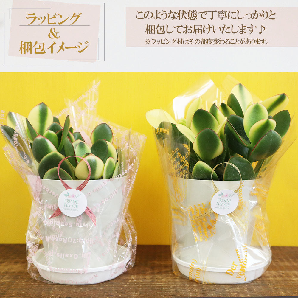 宝石のような観葉植物のお店 【Jewelry Plant】 金のなる木 斑入り 白