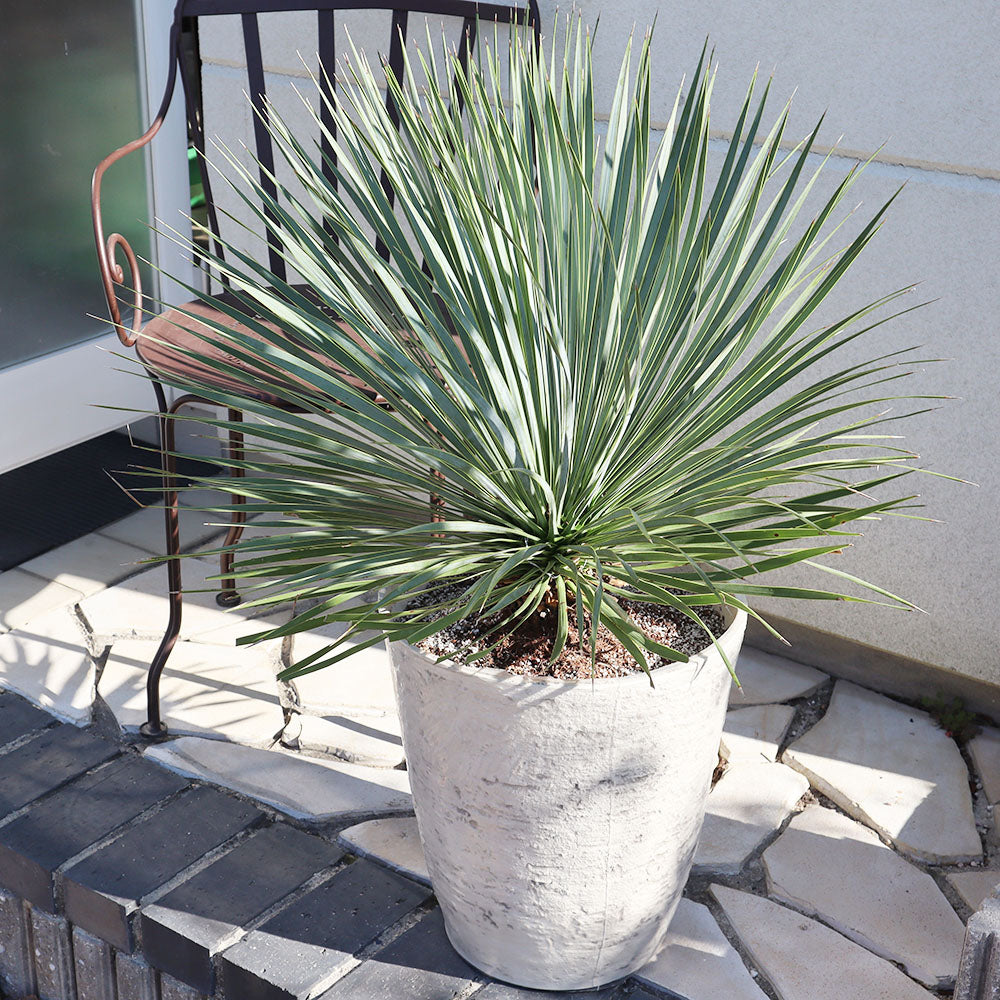 宝石のような観葉植物のお店 【Jewelry Plant】 ユッカ ロストラータ