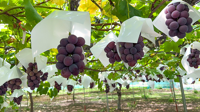 Ken'z Grape Garden ケンズ・グレープガーデン ぶどう狩りができるぶどう園