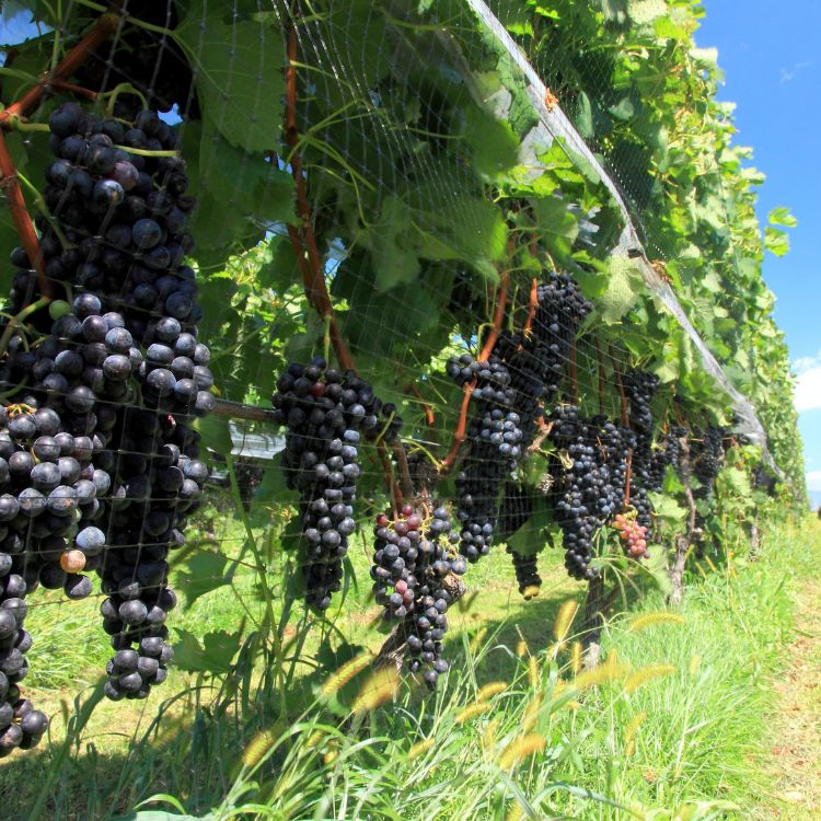 SANCHICOLOR（サンチカラー）|JR東海MARKET|産直|特産品|名産品|生産者