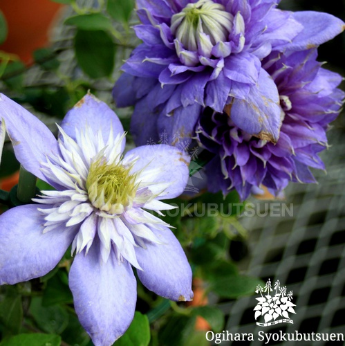 クレマチス 'ブルーライト'｜おぎはら植物園