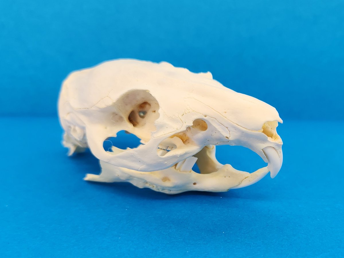 あくびの動画で見えているのは前歯でした。 こちらはモルモットの頭骨