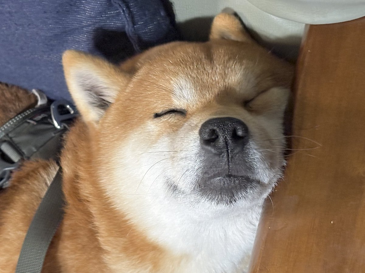 柴犬