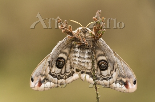 aflo_31486968.jpg