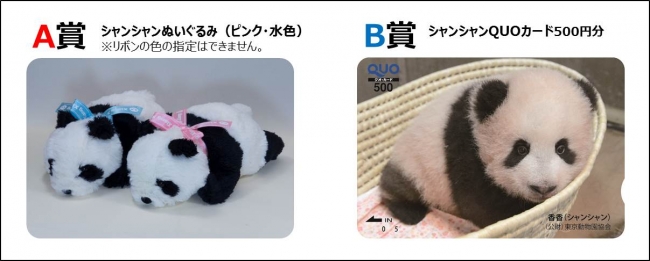 上野動物園の子パンダ「シャンシャン」限定パッケージ コットン