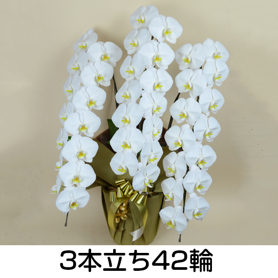 法人様向け贈答用胡蝶蘭販売「蘭贈くん」 / 胡蝶蘭大輪 3本立ち 42輪以上